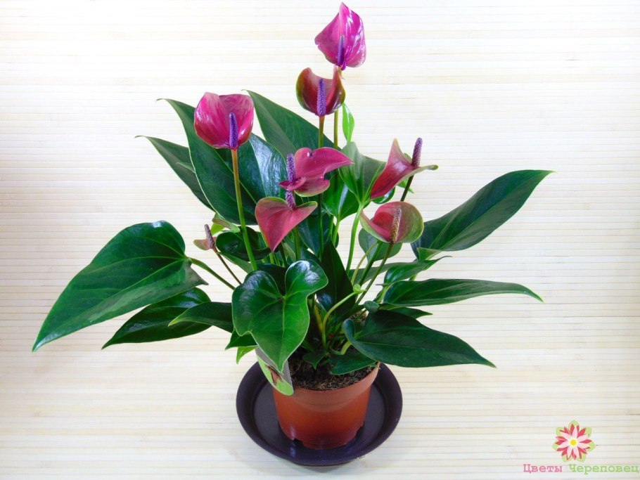 Антуриум изменчивый