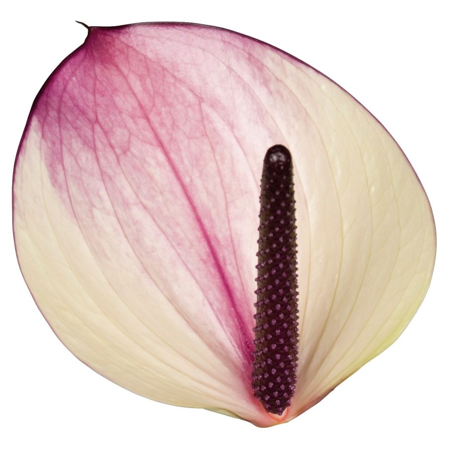 Мужское счастье часы