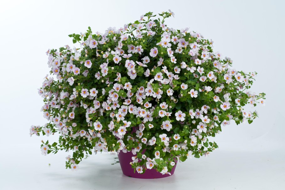 Бакопа Сутера сердцевидная