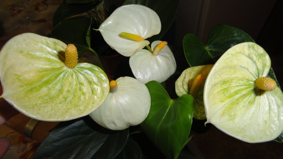 Антуриум Ванилла Еллоу