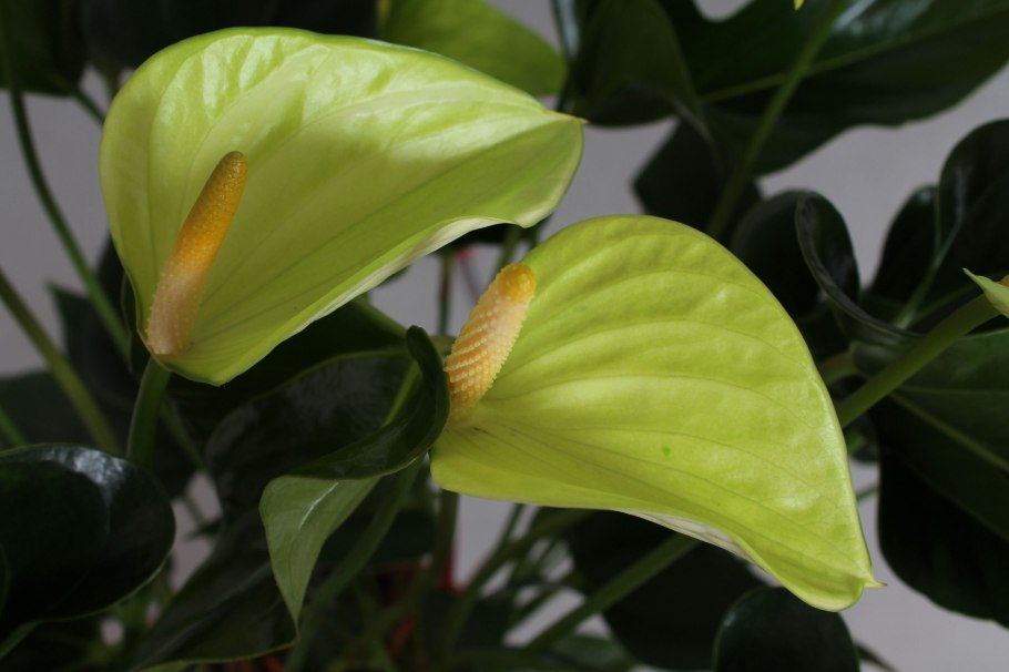 Антуриум Пурпл Харт