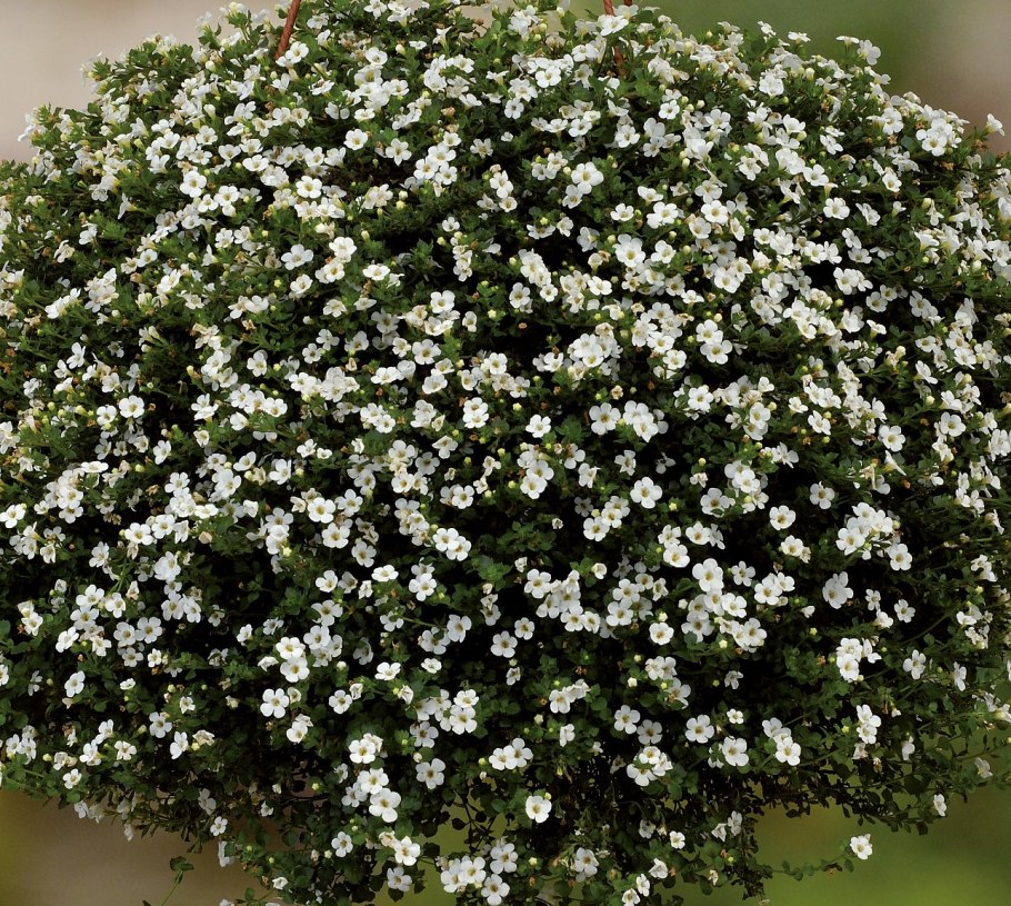 Бакопа ампельная "Сноутопия"