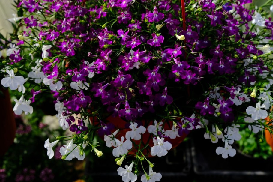 Бакопа ампельная