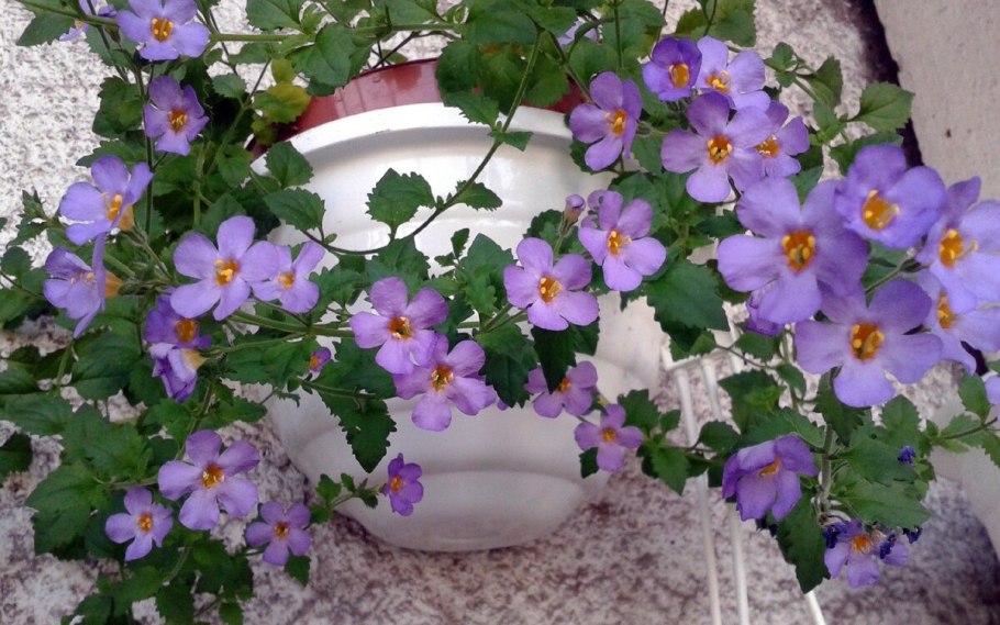 Бакопа ампельная голубая