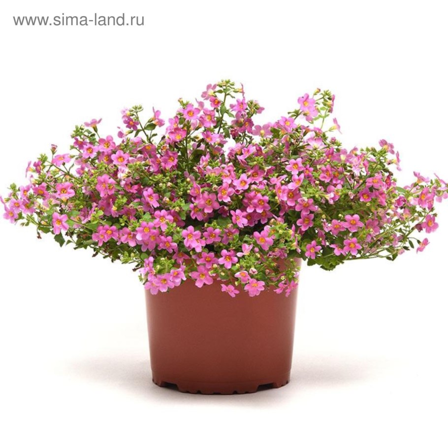 Бакопа ампельная махровая