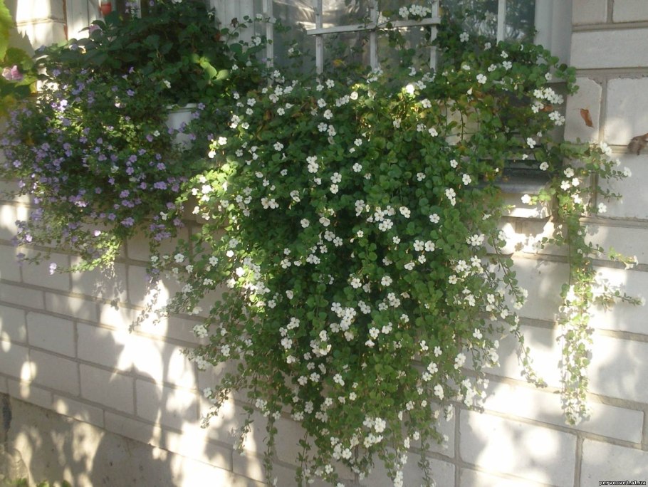 Бакопа стелющаяся