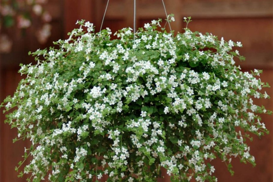 Бакопа Сноутопия Аэлита