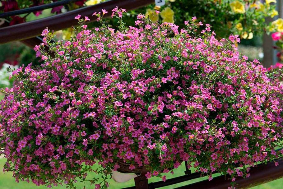 Бакопа розовая лавина