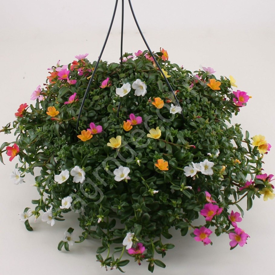 Бакопа ампельная