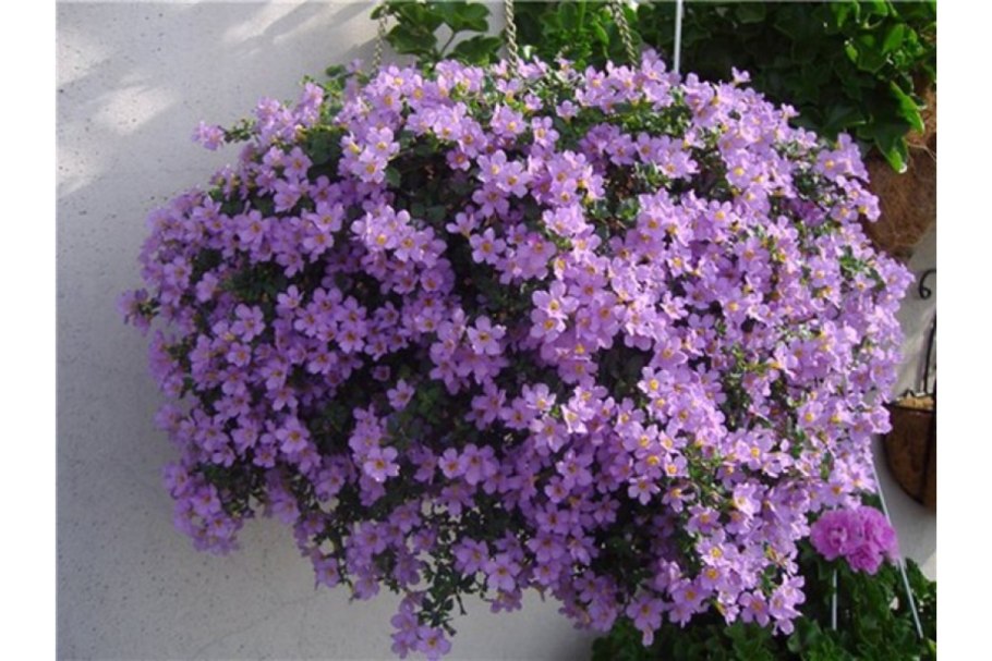 Сутера Бакопа