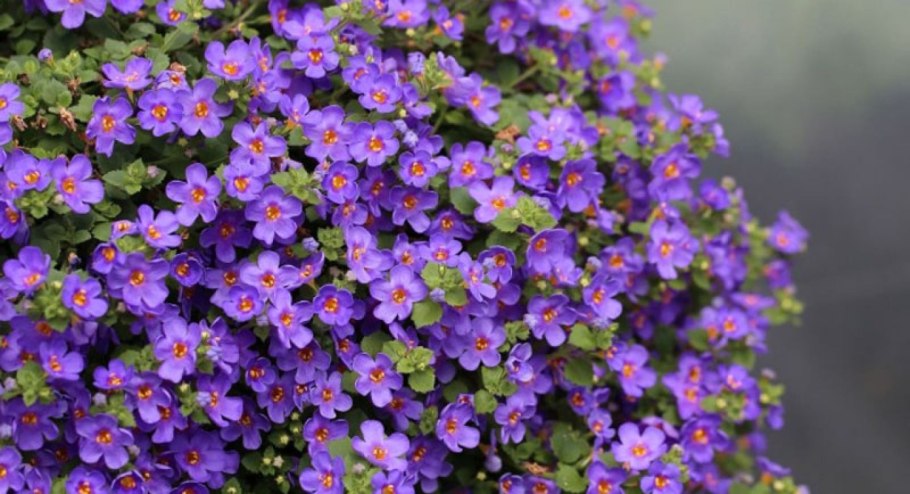 Бакопа вегетативная