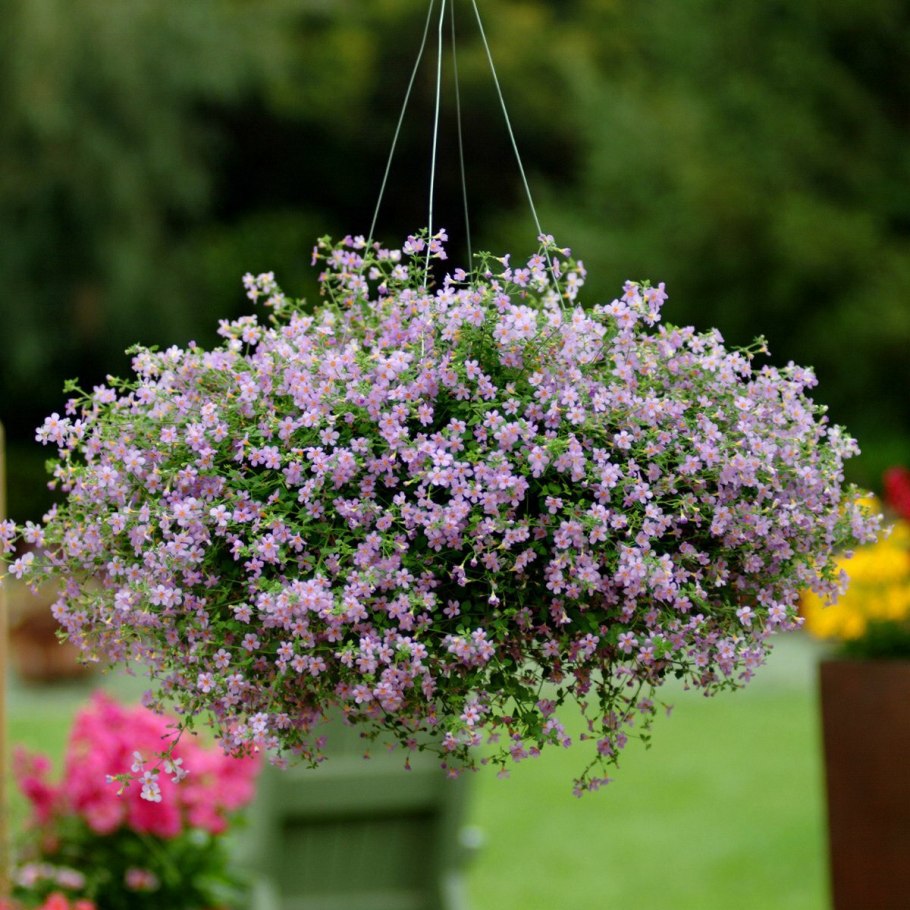 Бакопа сурфиния калибрахоа