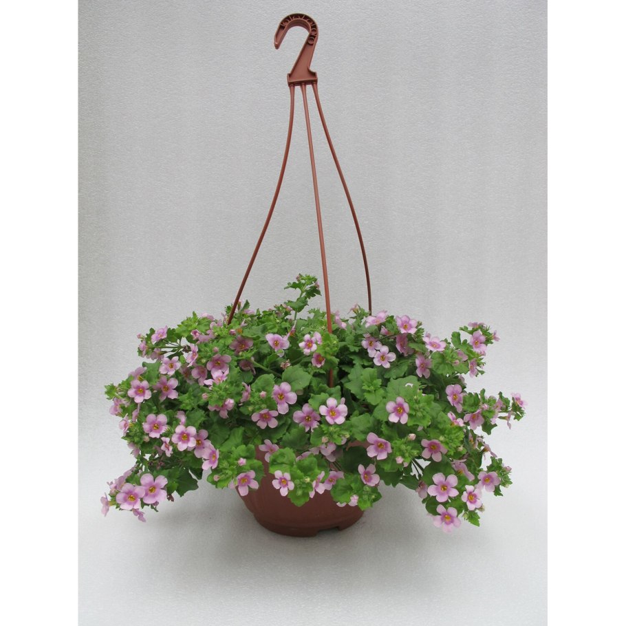 Бакопа ампельная розовая