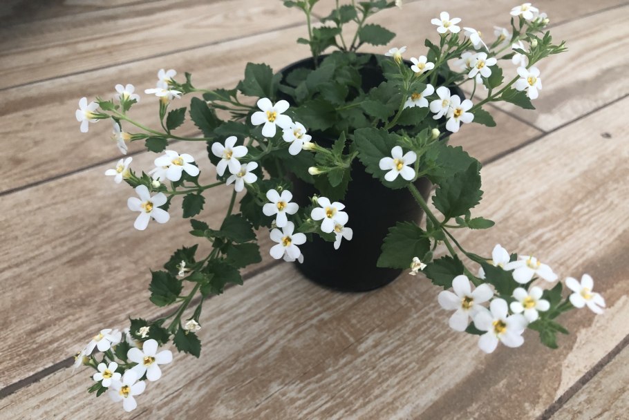 Бакопа MEGACOPA White