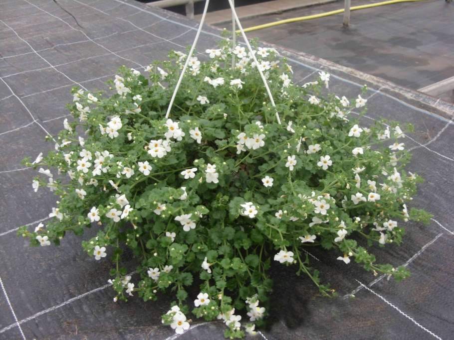 Бакопа Рафаэль