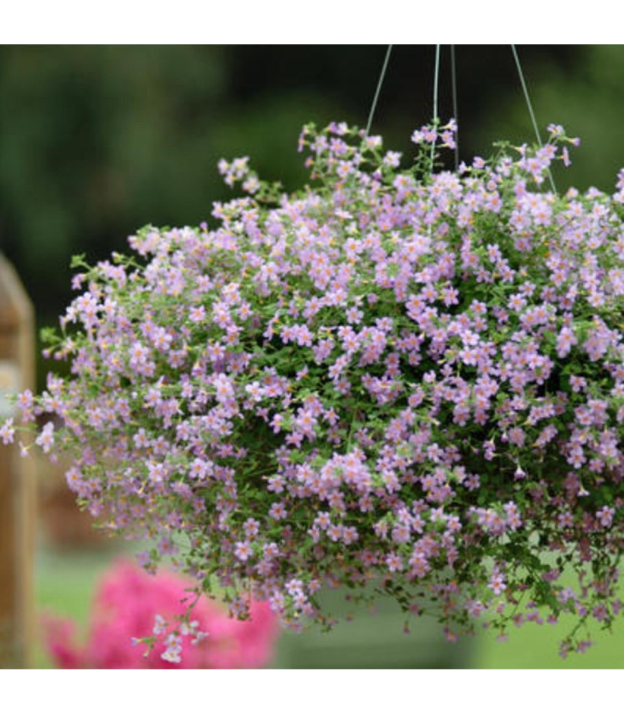 Бакопа ампельная махровая