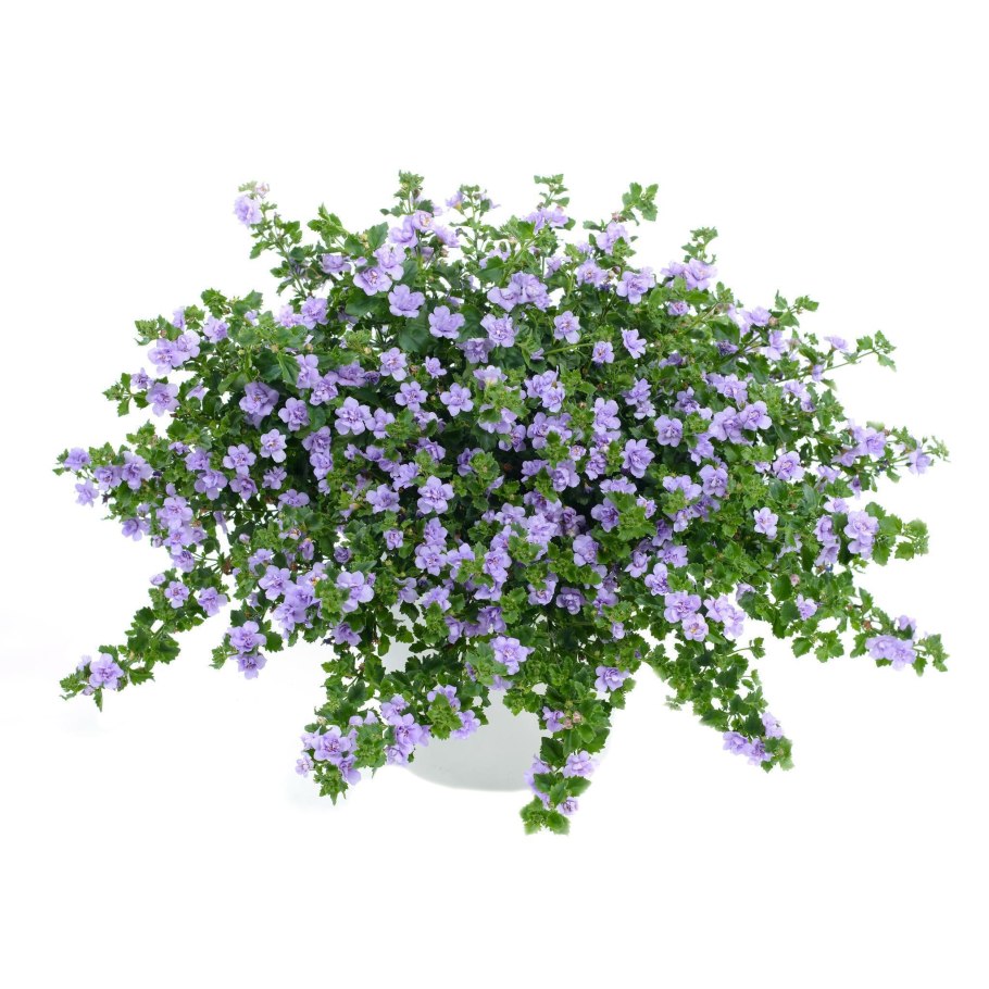 Бакопа Scopia Double Lavender
