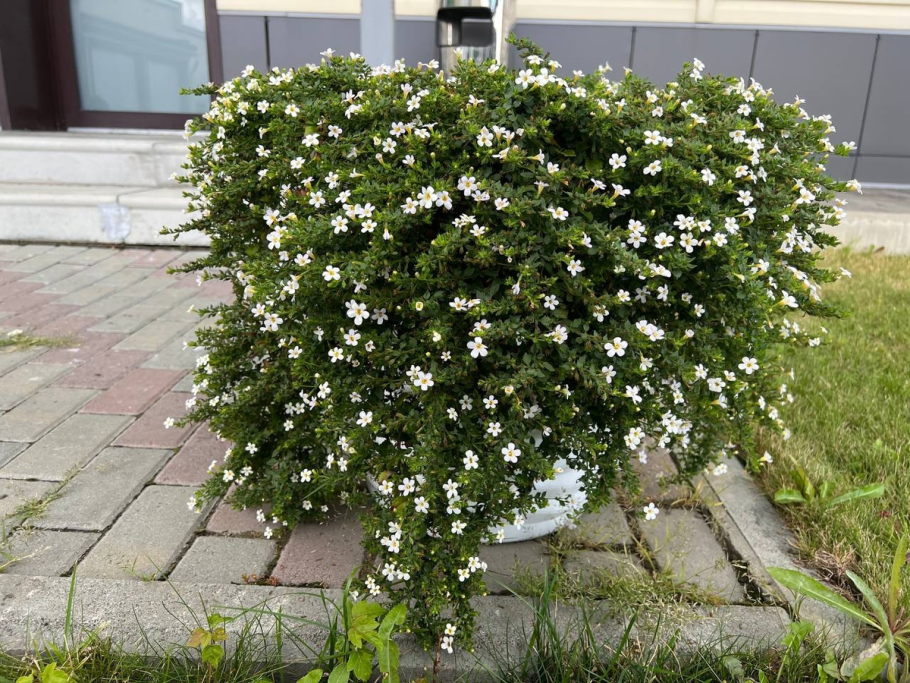 Бакопа фото цветов на клумбе