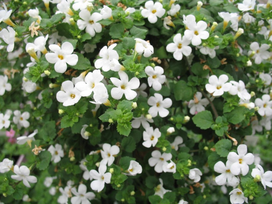 Бакопа белая махровая