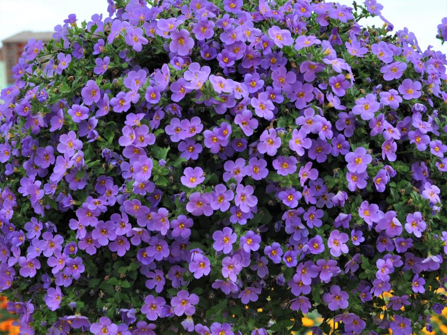 Бакопа Gulliver Violet