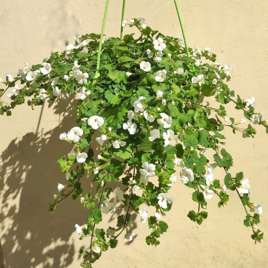 Бакопа ампельная