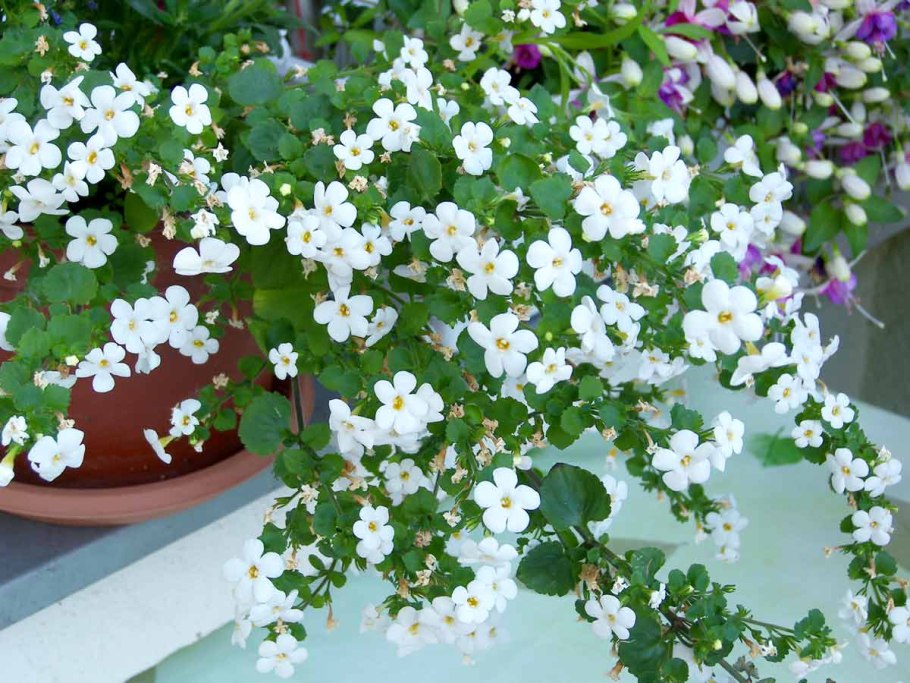 Бакопа ампельная махровая