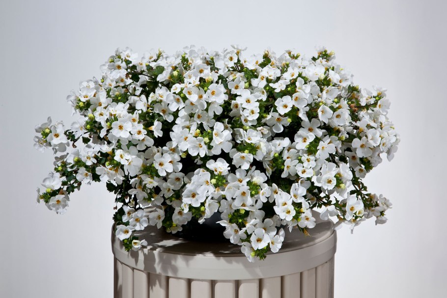 Сутера Бакопа