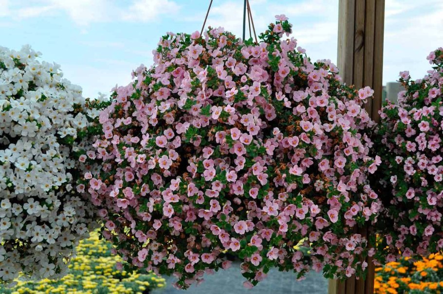 Бакопа розовая лавина