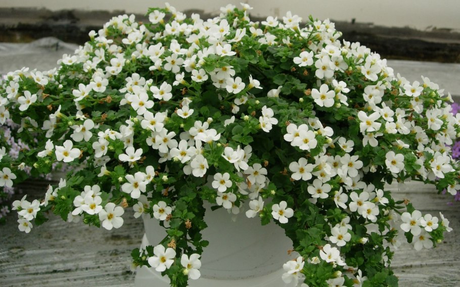 Бакопа ампельная