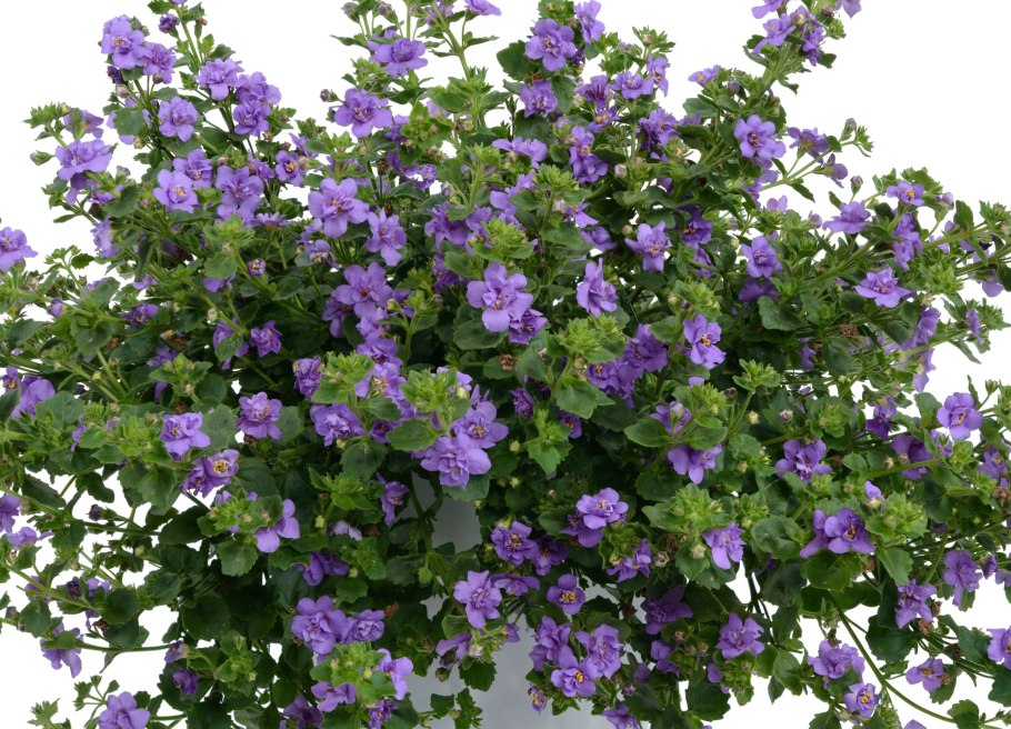 Бакопа вегетативная махровая