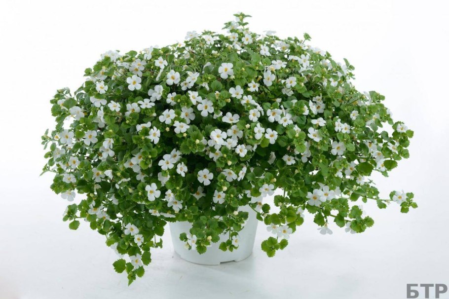 Бакопа Снежная лавина (ампельная)