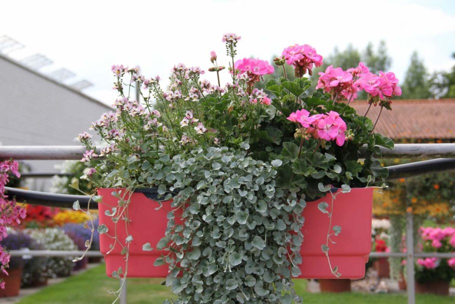 Дихондра и Вербена