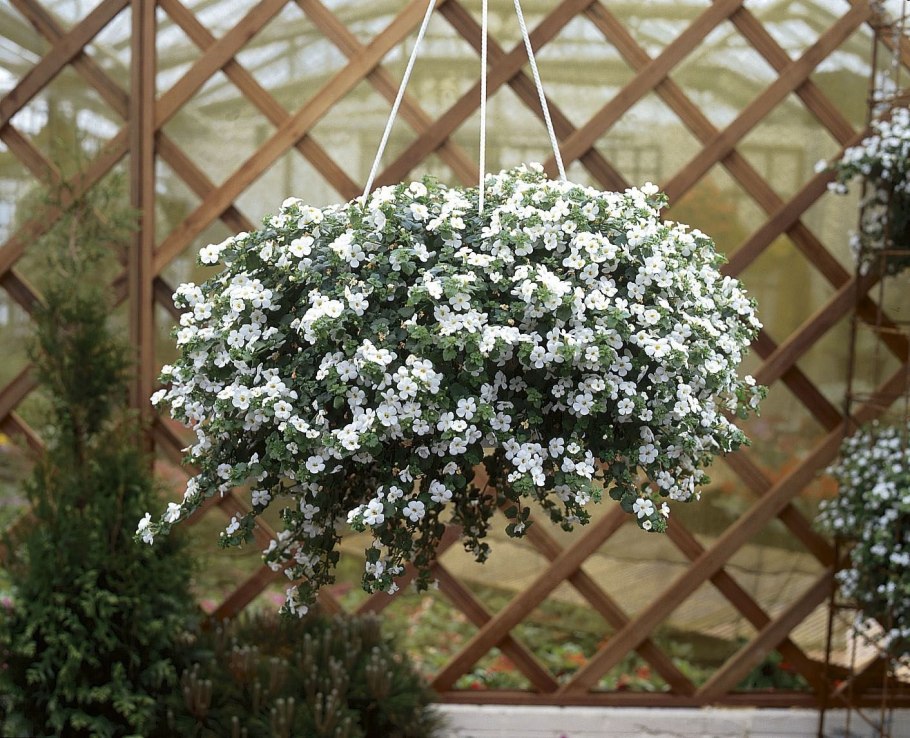 Бакопа Снежная лавина (ампельная)