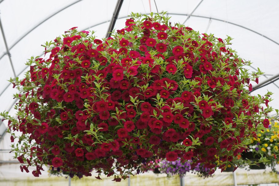 Калибрахоа фуксия