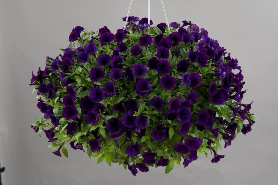 Петуния Littletunia Purple Blue