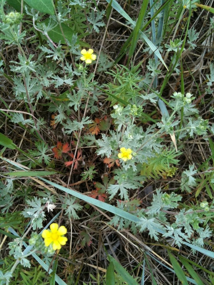 Potentilla anserina гербарий