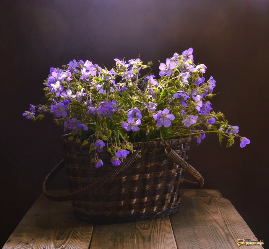 Пеларгония на столе