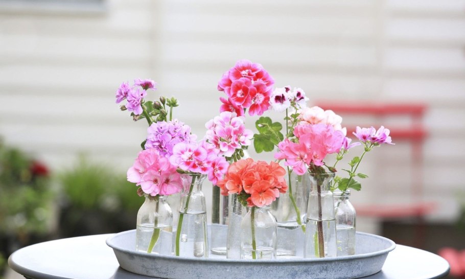 Джеральд Купер герань