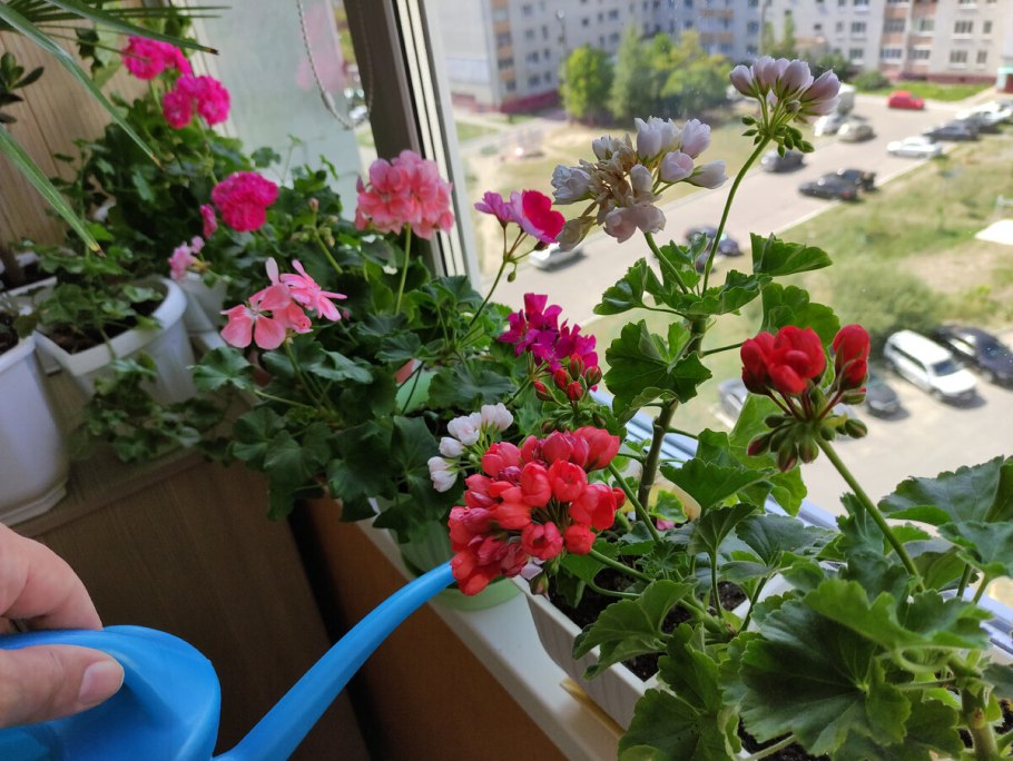 Пеларгония вастанбин