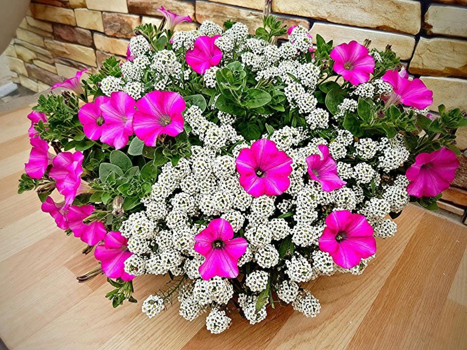 Петуния космия бегония