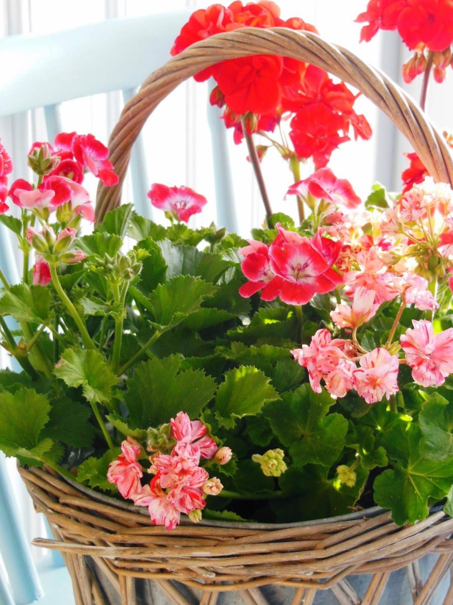 Букет цветов из герани