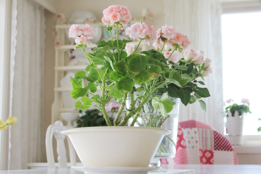 Алиссум и петуния