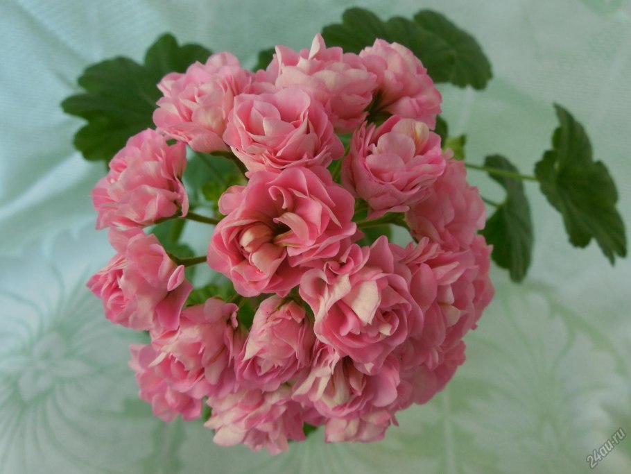 Цветок Королевская пеларгония