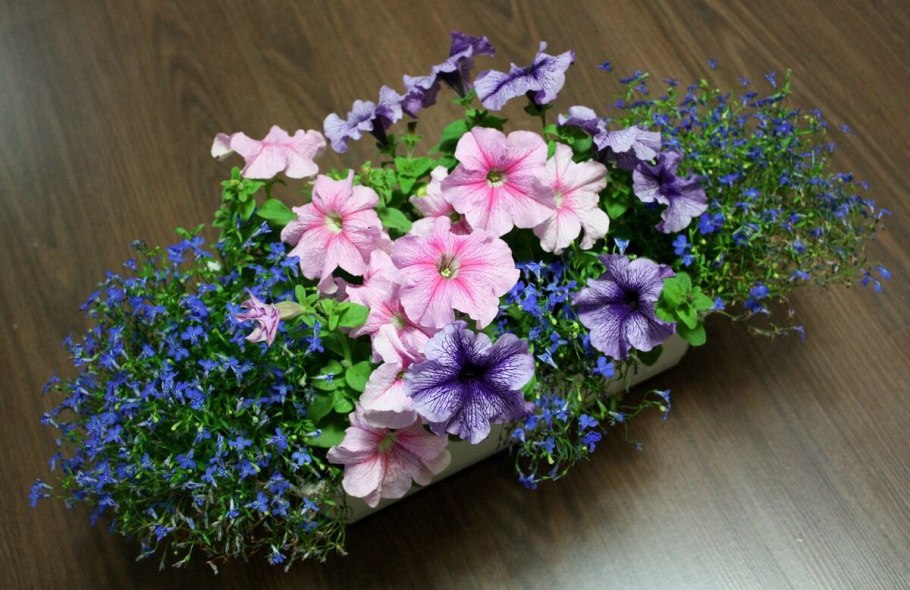 Фито арт Екатерина Звержанская