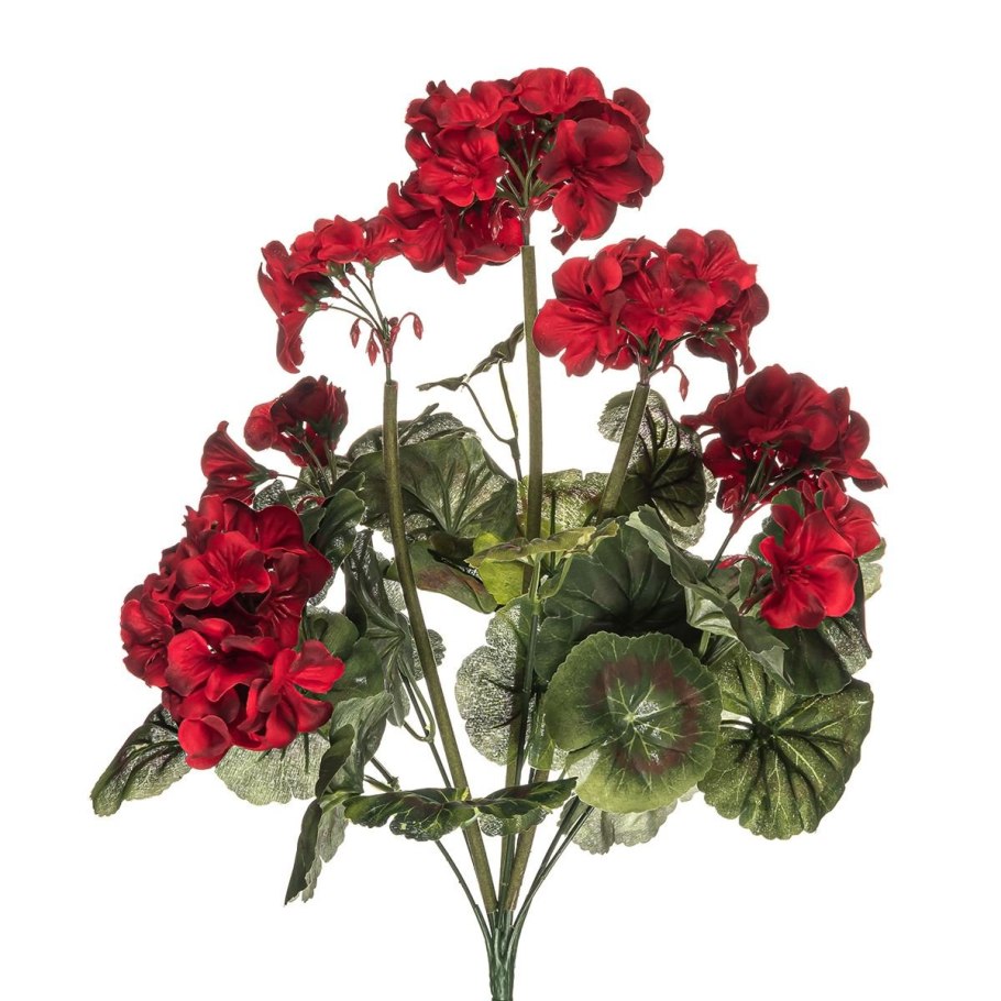 Герань цветок