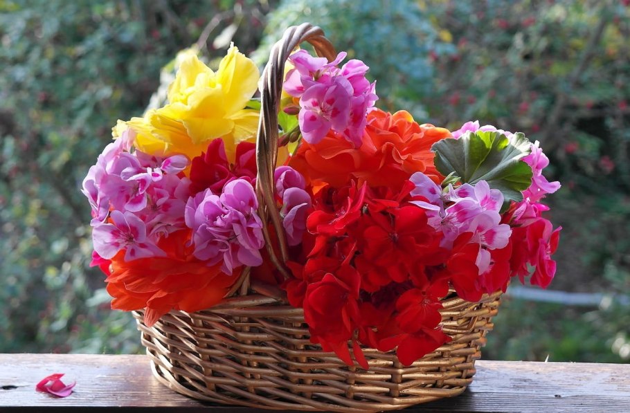 Пеларгония букет