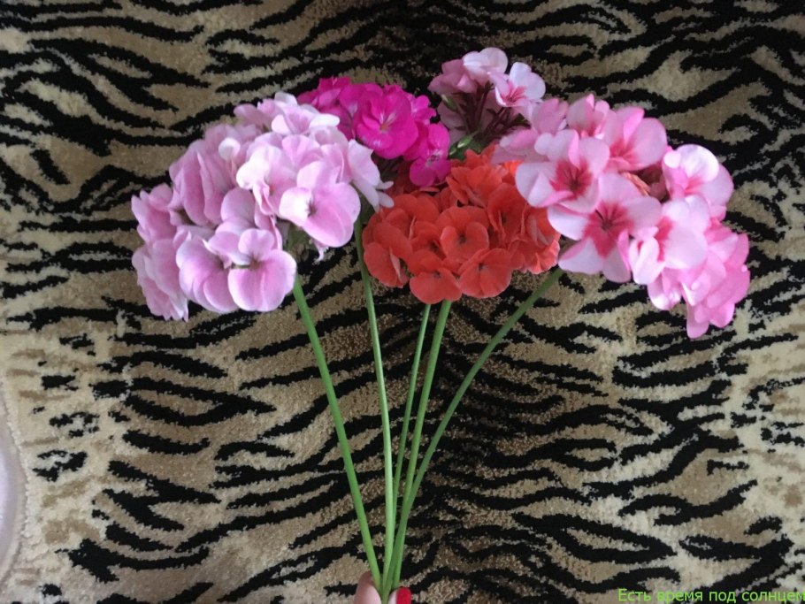 Герань букет