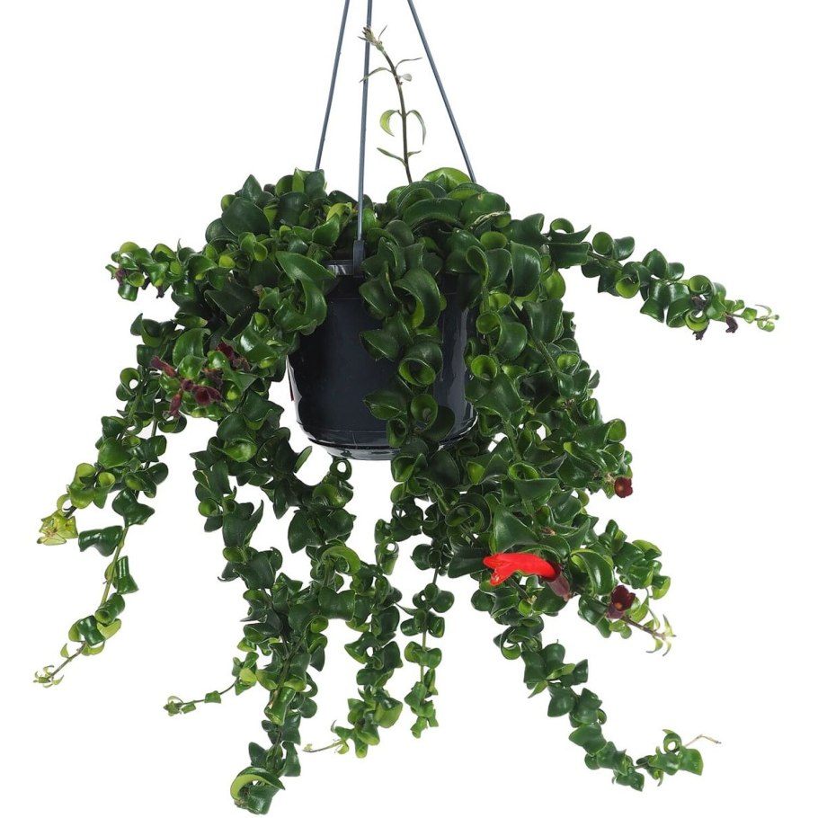 Эсхинантус rasta