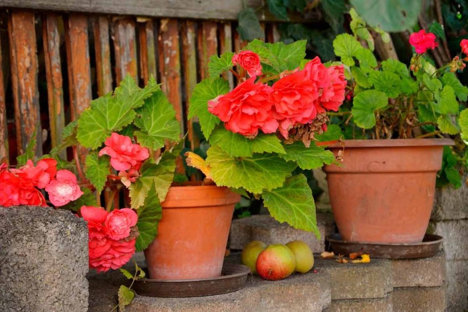 Красивые розы в корзине с днем рождения