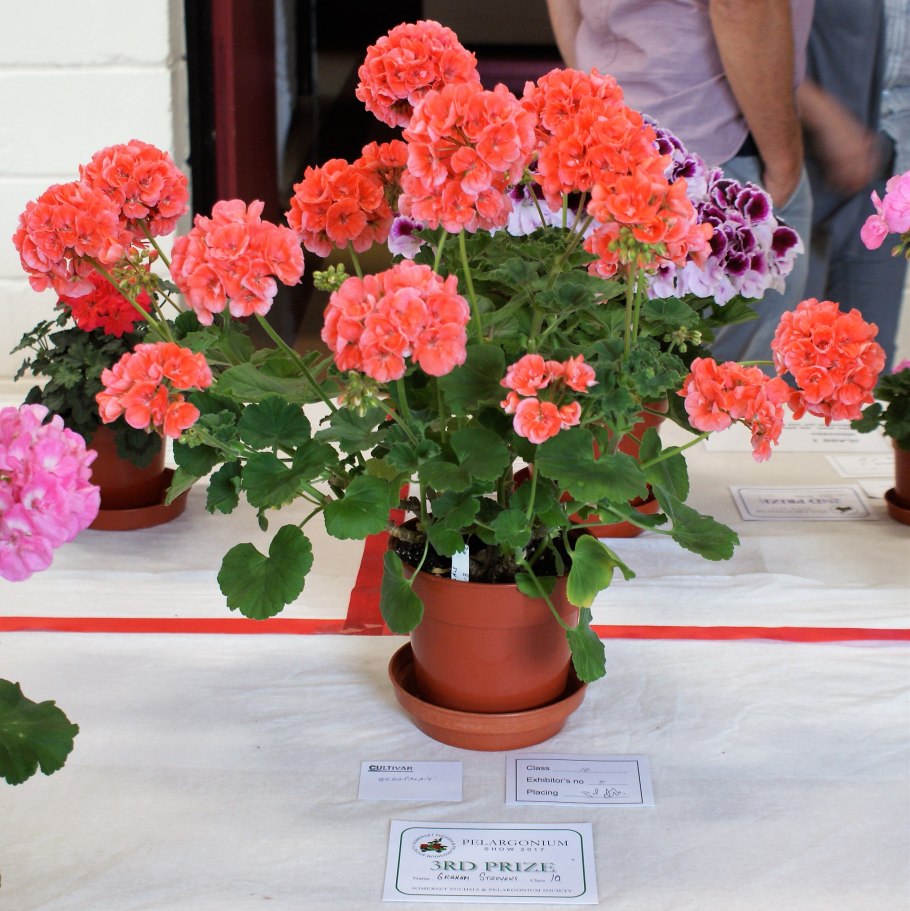 Цветочки в вазе